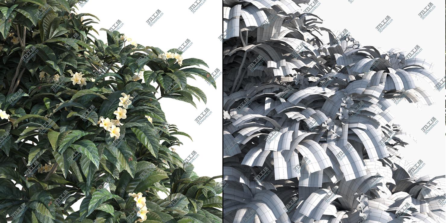 images/goods_img/2021040162/- 7 Plumeria-Frangipani Trees (-GrowFX) by/4.jpg